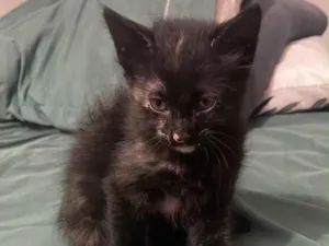 Gato raça SRD-ViraLata idade Abaixo de 2 meses nome Não tem nome