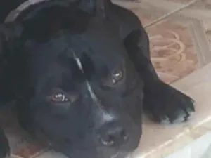 Cachorro raça Pit-Bull idade 6 ou mais anos nome Spike 