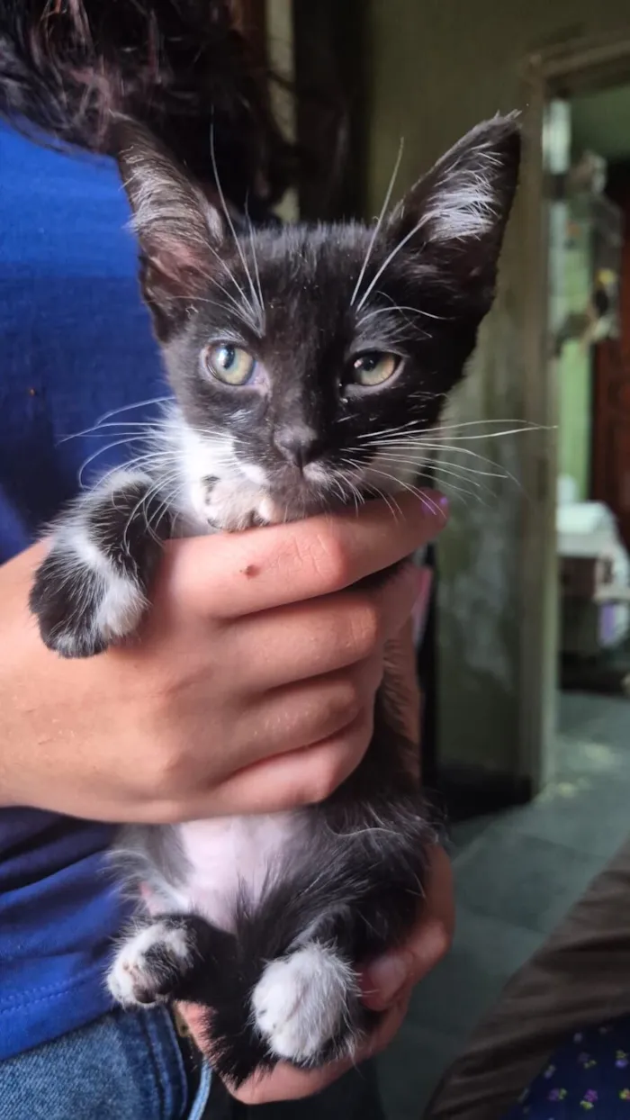 Gato raça SRD-ViraLata idade 2 a 6 meses nome FILHOTE FRAJOLA