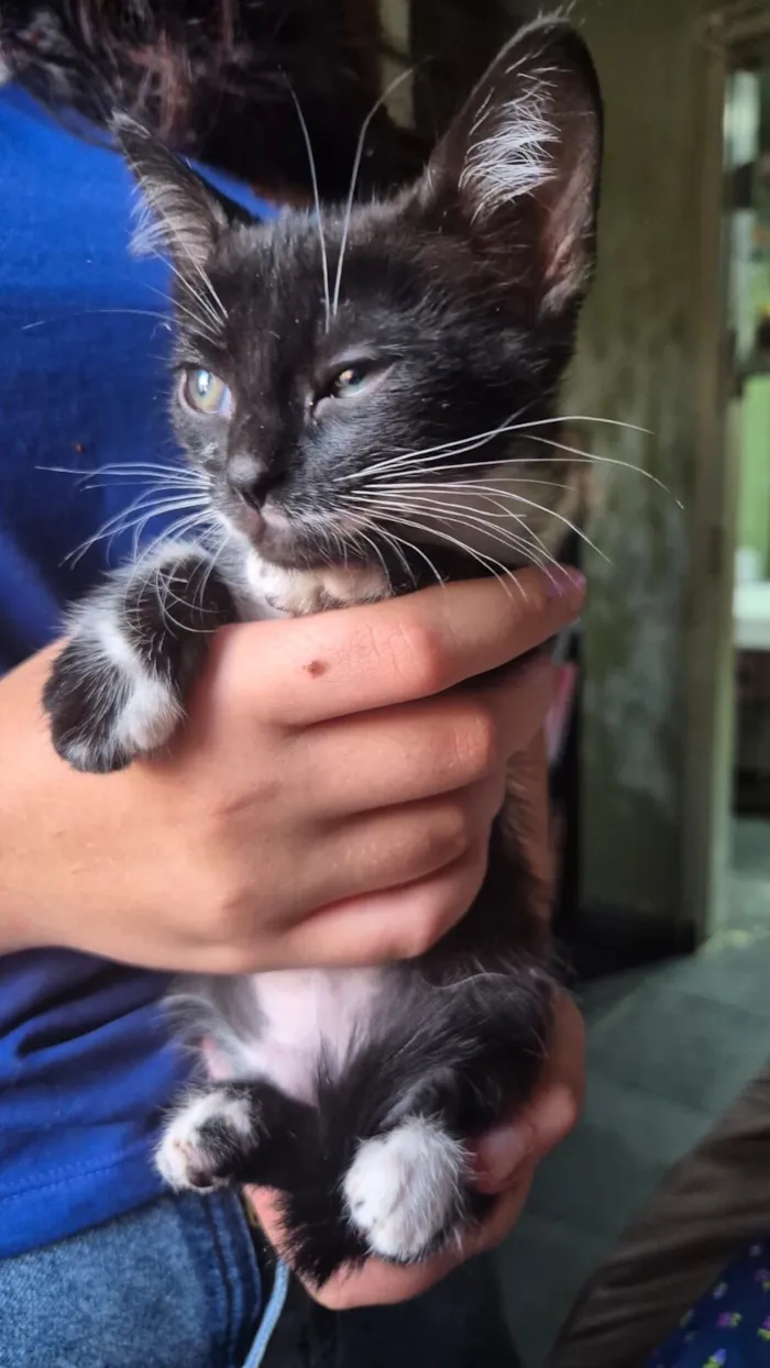 Gato raça SRD-ViraLata idade 2 a 6 meses nome FILHOTE FRAJOLA
