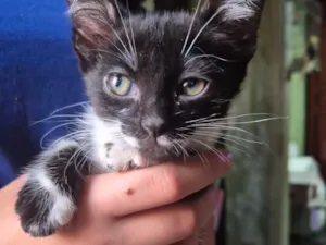 Gato raça SRD-ViraLata idade 2 a 6 meses nome FILHOTE FRAJOLA