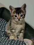gatinha 