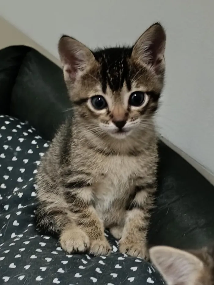 Gato raça SRD-ViraLata idade Abaixo de 2 meses nome gatinha 