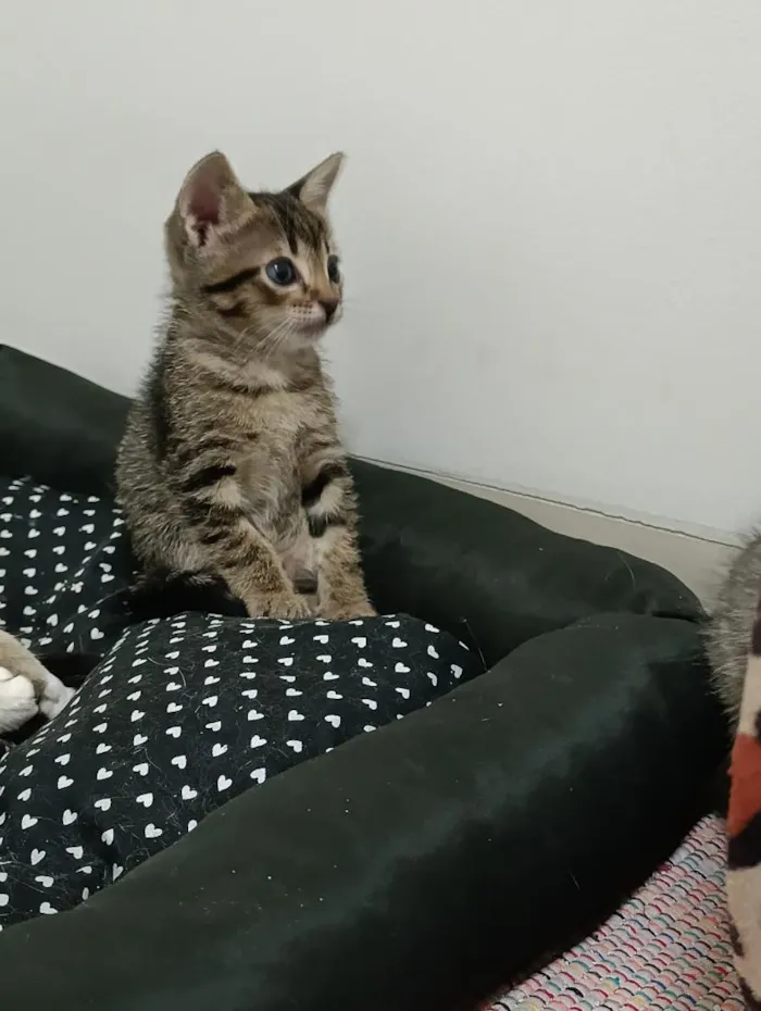 Gato raça SRD-ViraLata idade Abaixo de 2 meses nome gatinha 