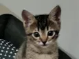 gatinha 