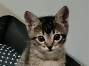 Gato raça SRD-ViraLata idade Abaixo de 2 meses nome gatinha 