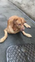Léo