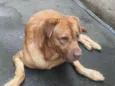 Léo