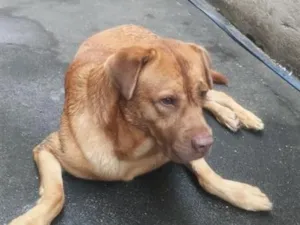 Cachorro raça SRD-ViraLata idade 2 anos nome Léo