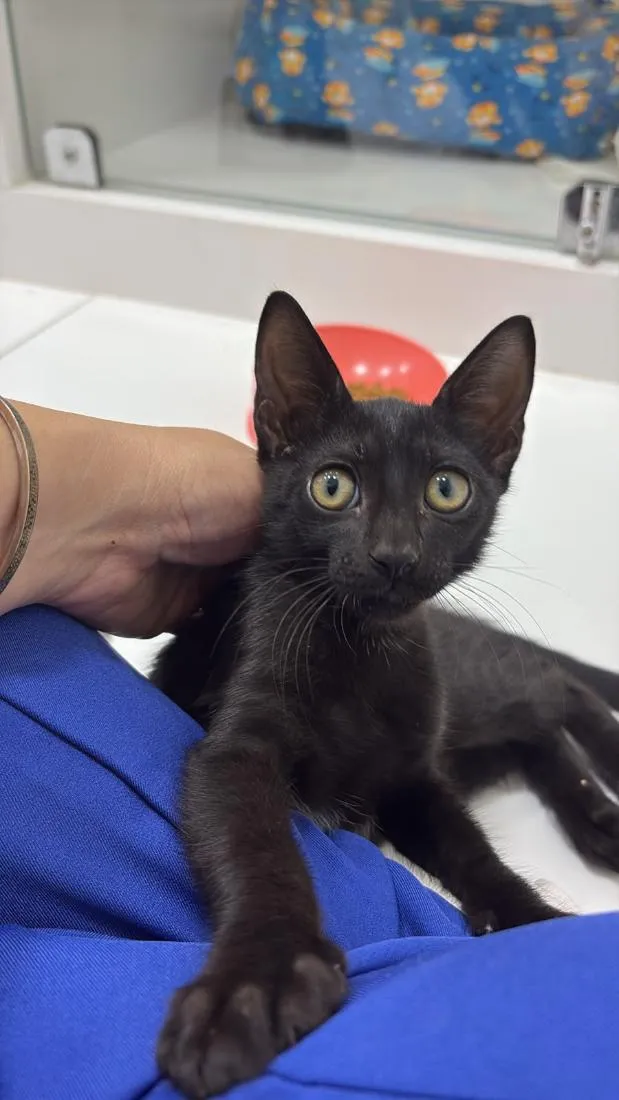 Gato raça SRD-ViraLata idade 2 a 6 meses nome filhote da Princesa