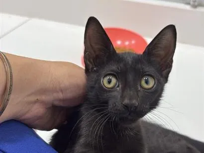 Gato raça SRD-ViraLata idade 2 a 6 meses nome filhote da Princesa