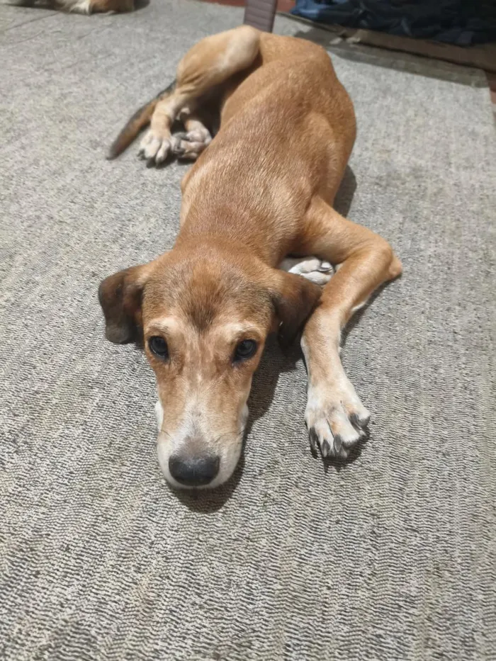 Cachorro raça SRD-ViraLata idade 7 a 11 meses nome Lyon