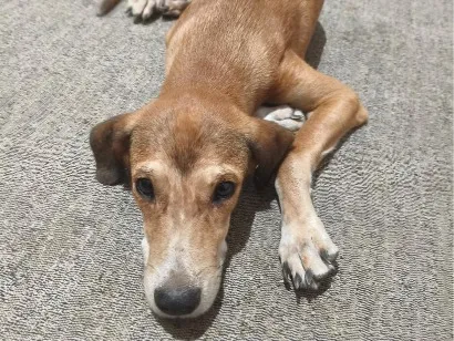 Cachorro raça SRD-ViraLata idade 7 a 11 meses nome Lyon