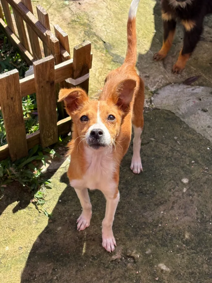 Cachorro raça SRD-ViraLata idade 2 a 6 meses nome Não tem nome 
