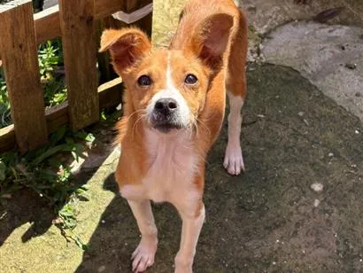 Cachorro raça SRD-ViraLata idade 2 a 6 meses nome Não tem nome 