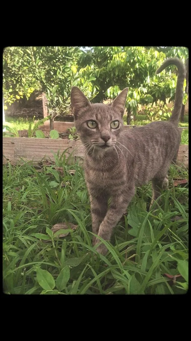 Gato raça SRD-ViraLata idade 2 a 6 meses nome  beli