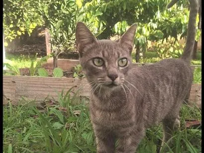 Gato raça SRD-ViraLata idade 2 a 6 meses nome  beli