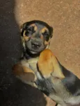 Pitico 
