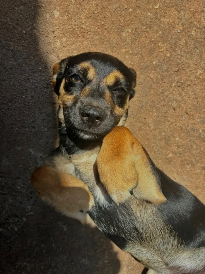 Cachorro raça SRD-ViraLata idade 2 a 6 meses nome Pitico 