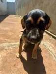 Pitico 