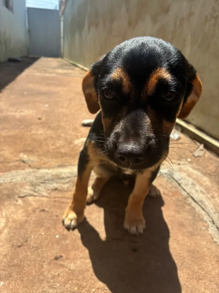Cachorro raça SRD-ViraLata idade 2 a 6 meses nome Pitico 