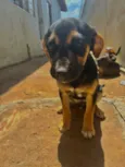 Pitico 