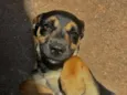 Pitico 