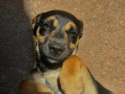 Cachorro raça SRD-ViraLata idade 2 a 6 meses nome Pitico 