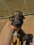 Peteco 
