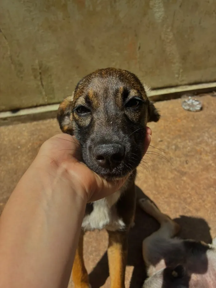 Cachorro raça SRD-ViraLata idade 2 a 6 meses nome Peteco 