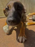 Peteco 