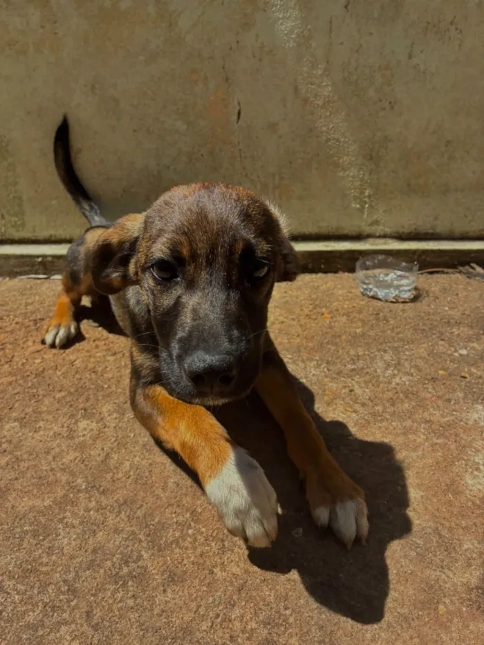 Cachorro raça SRD-ViraLata idade 2 a 6 meses nome Peteco 