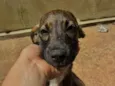 Peteco 