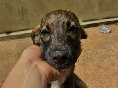 Cachorro raça SRD-ViraLata idade 2 a 6 meses nome Peteco 