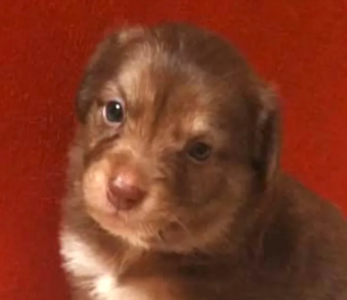 Cachorro raça SRD-ViraLata idade 2 a 6 meses nome Bily