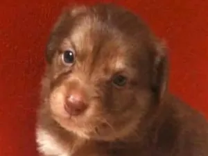 Cachorro raça SRD-ViraLata idade 2 a 6 meses nome Bily