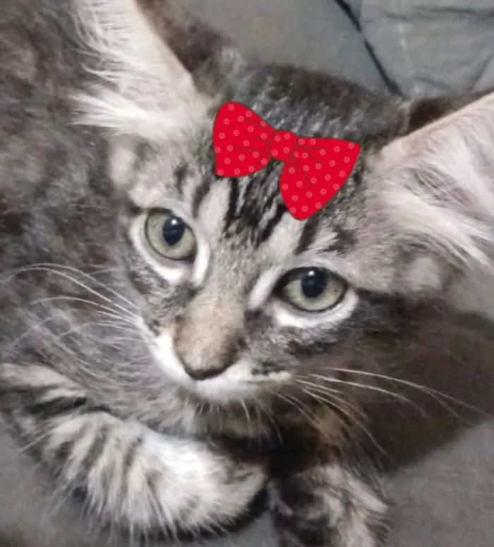 Gato raça SRD-ViraLata idade 2 a 6 meses nome Mina
