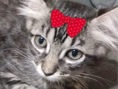 Gato raça SRD-ViraLata idade 2 a 6 meses nome Mina