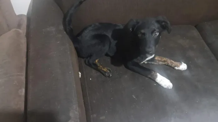 Cachorro raça SRD-ViraLata idade 2 a 6 meses nome Alcione