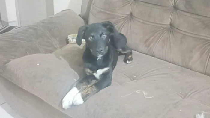 Cachorro raça SRD-ViraLata idade 2 a 6 meses nome Alcione