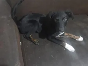 Cachorro raça SRD-ViraLata idade 2 a 6 meses nome Alcione