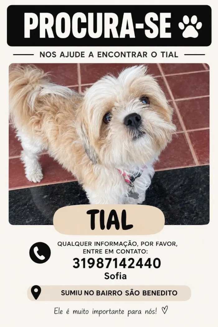 Cachorro raça Shitzu idade 5 anos nome Tial