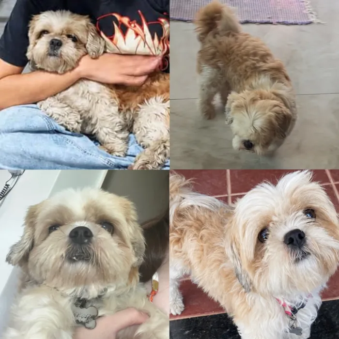 Cachorro raça Shitzu idade 5 anos nome Tial