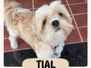 Cachorro raça Shitzu idade 5 anos nome Tial