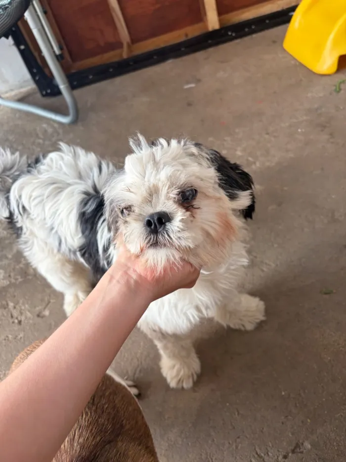 Cachorro raça Shitzu idade 7 a 11 meses nome Panqueca 