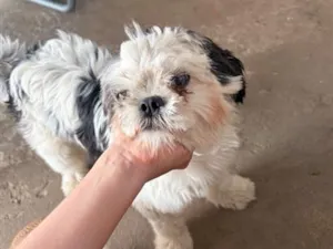 Cachorro raça Shitzu idade 7 a 11 meses nome Panqueca 