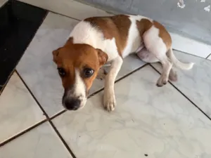 Cachorro raça SRD-ViraLata idade 7 a 11 meses nome Zoe 