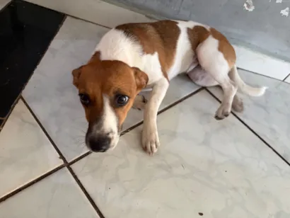 Cachorro raça SRD-ViraLata idade 7 a 11 meses nome Zoe 