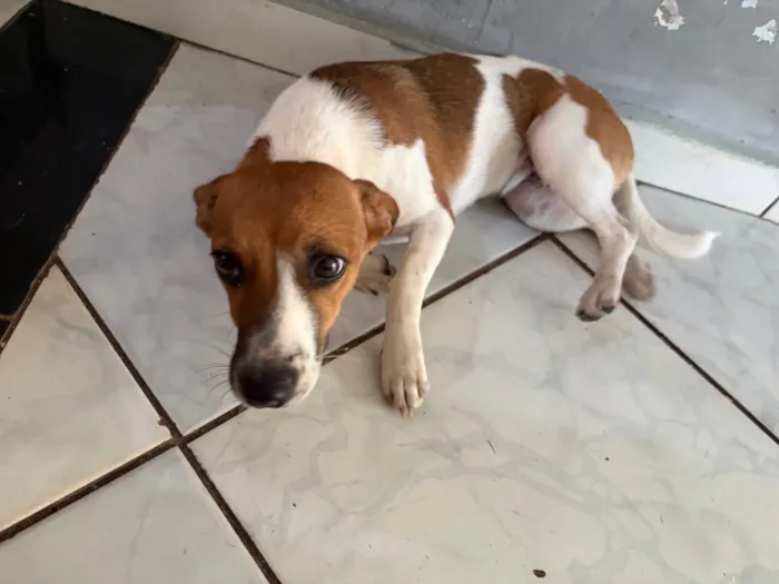 Cachorro raça SRD-ViraLata idade 7 a 11 meses nome Zoe 