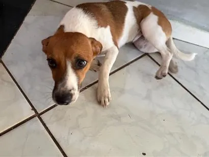 Cachorro raça SRD-ViraLata idade 7 a 11 meses nome Zoe 